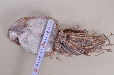 湘潭周記南雜批發(fā)部 優(yōu)質(zhì)朝鮮魷魚干，海鮮特產(chǎn)優(yōu)選